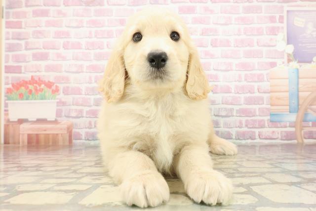 福島県のゴールデンドゥードゥル(ゴールデン×プードル) (Coo&RIKU福島店/2025年9月1日生まれ/女の子/クリーム)の子犬の1枚目の画像
