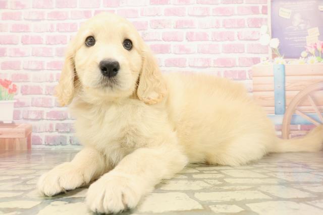 福島県のゴールデンドゥードゥル(ゴールデン×プードル) (Coo&RIKU福島店/2025年9月1日生まれ/女の子/クリーム)の子犬の2枚目の画像