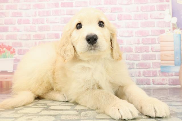 福島県のゴールデンドゥードゥル(ゴールデン×プードル) (Coo&RIKU福島店/2025年9月1日生まれ/女の子/クリーム)の子犬の3枚目の画像