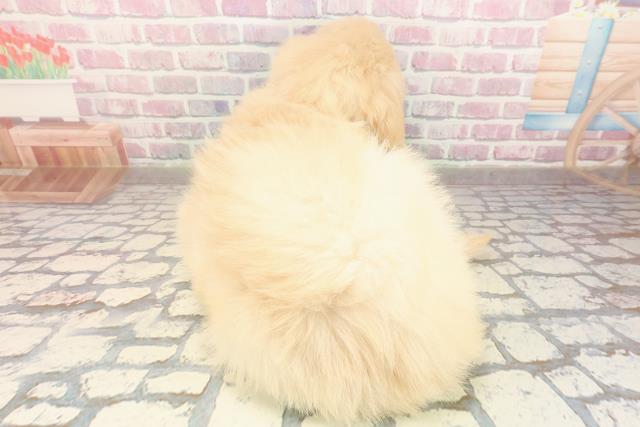 福島県のゴールデンドゥードゥル(ゴールデン×プードル) (Coo&RIKU福島店/2025年9月1日生まれ/女の子/クリーム)の子犬の4枚目の画像