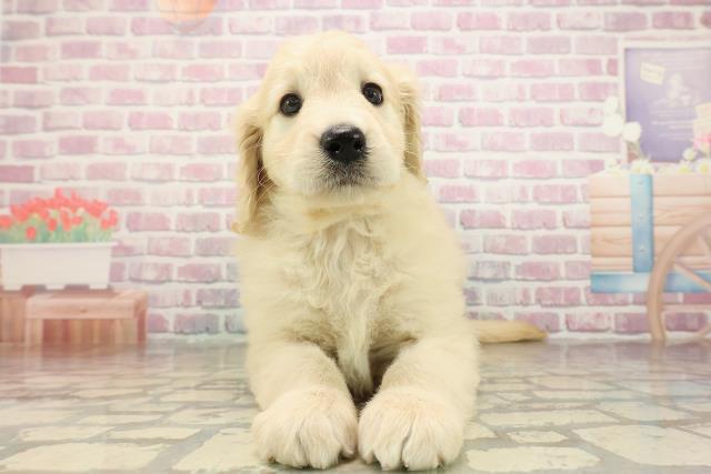 広島県のゴールデンドゥードゥル(ゴールデン×プードル) (Coo&RIKU広島中央店/2025年9月1日生まれ/女の子/クリーム)の子犬の1枚目の画像