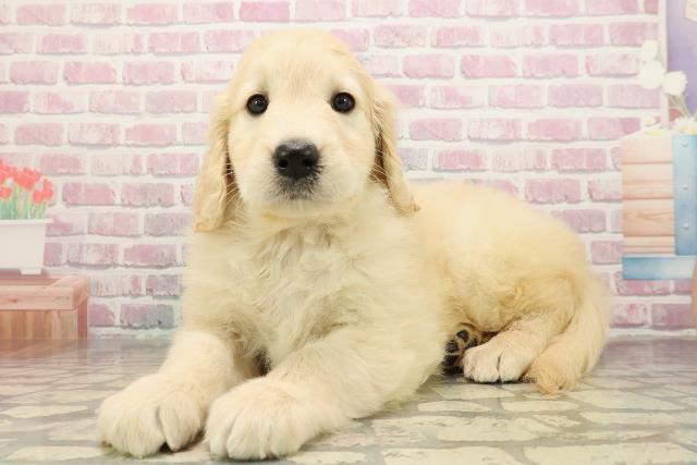 広島県のゴールデンドゥードゥル(ゴールデン×プードル) (Coo&RIKU広島中央店/2025年9月1日生まれ/女の子/クリーム)の子犬の2枚目の画像