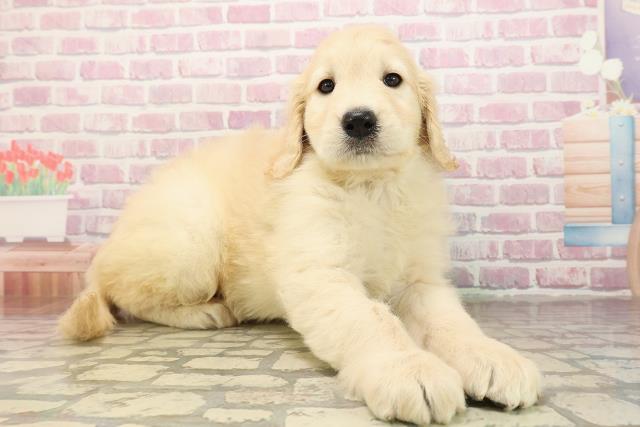 広島県のゴールデンドゥードゥル(ゴールデン×プードル) (Coo&RIKU広島中央店/2025年9月1日生まれ/女の子/クリーム)の子犬の3枚目の画像