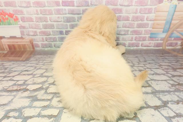 広島県のゴールデンドゥードゥル(ゴールデン×プードル) (Coo&RIKU広島中央店/2025年9月1日生まれ/女の子/クリーム)の子犬の4枚目の画像