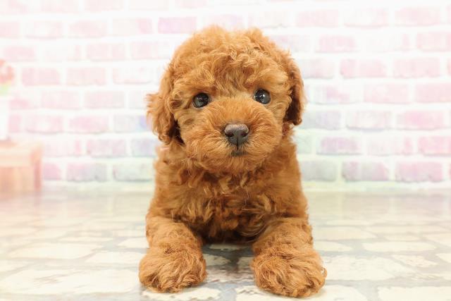 東京都のトイプードル(トイ) (Coo&RIKU中野サンモール店/2025年9月1日生まれ/女の子/レッド)の子犬の1枚目の画像