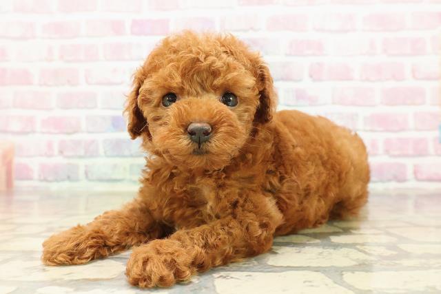 東京都のトイプードル(トイ) (Coo&RIKU中野サンモール店/2025年9月1日生まれ/女の子/レッド)の子犬の2枚目の画像