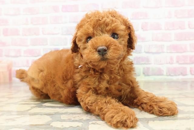 東京都のトイプードル(トイ) (Coo&RIKU中野サンモール店/2025年9月1日生まれ/女の子/レッド)の子犬の3枚目の画像