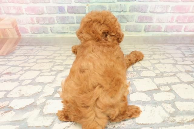 東京都のトイプードル(トイ) (Coo&RIKU中野サンモール店/2025年9月1日生まれ/女の子/レッド)の子犬の4枚目の画像