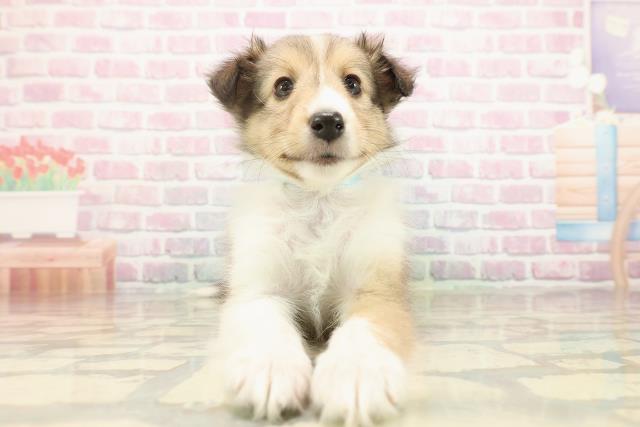 シェットランドシープドッグ