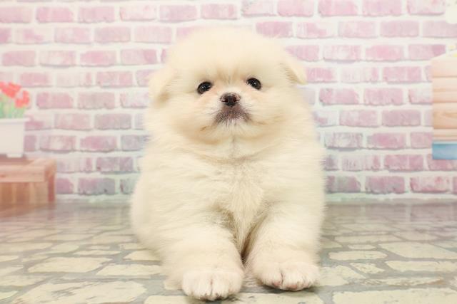 長野県のペキポメ/ポメペキ(ペキニーズ×ポメラニアン) (Coo&RIKU綿半権堂店/2025年8月30日生まれ/女の子/ホワイト)の子犬