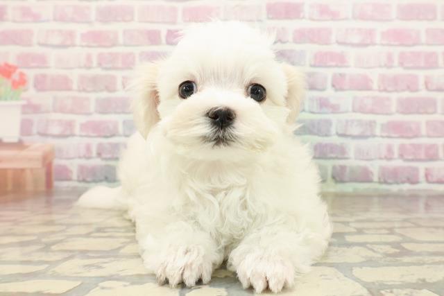高知県のマルチーズ (Coo&RIKU高知御座店/2025年8月30日生まれ/女の子/ホワイト)の子犬の1枚目の画像