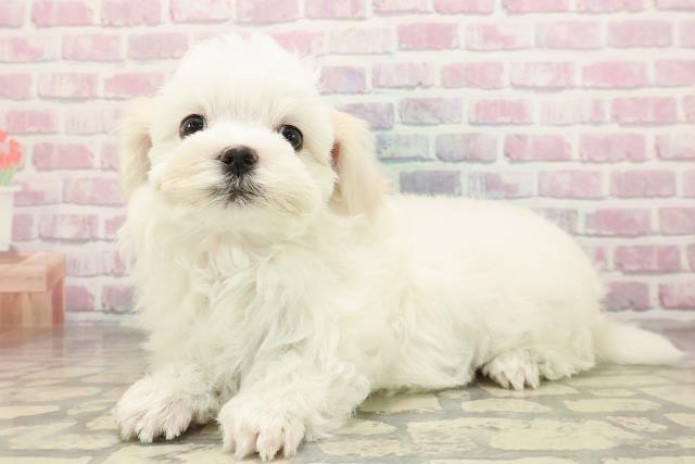 高知県のマルチーズ (Coo&RIKU高知御座店/2025年8月30日生まれ/女の子/ホワイト)の子犬の2枚目の画像