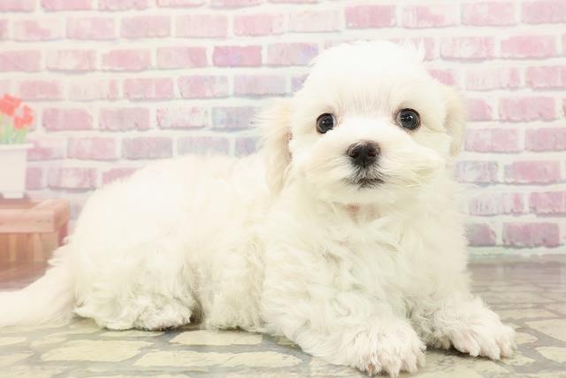 高知県のマルチーズ (Coo&RIKU高知御座店/2025年8月30日生まれ/女の子/ホワイト)の子犬の3枚目の画像