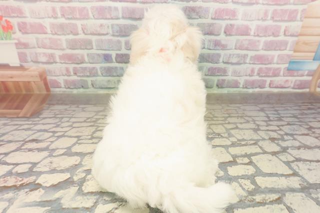 高知県のマルチーズ (Coo&RIKU高知御座店/2025年8月30日生まれ/女の子/ホワイト)の子犬の4枚目の画像