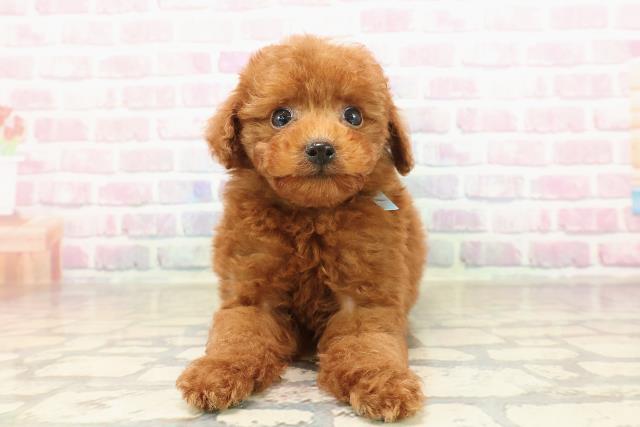 トイ・プードル