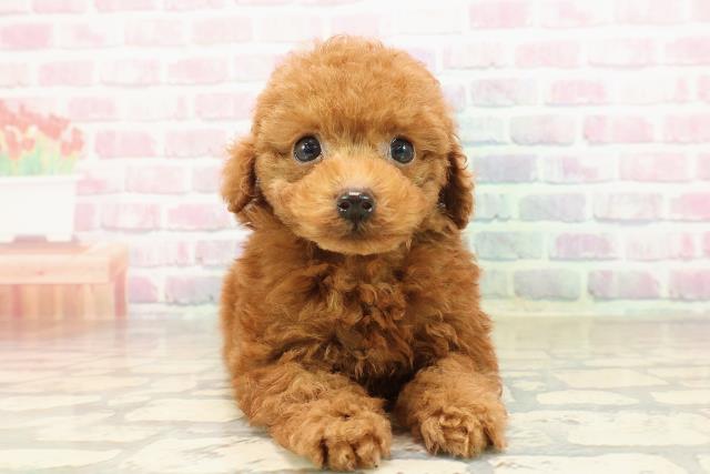 福島県のトイプードル(トイ) (Coo&RIKU福島店/2025年8月31日生まれ/男の子/レッド)の子犬の1枚目の画像