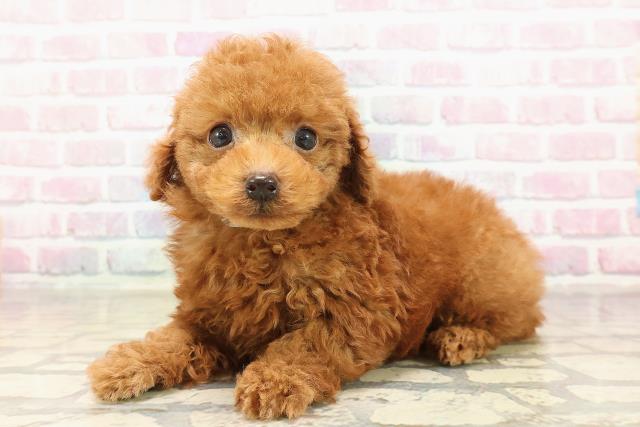 福島県のトイプードル(トイ) (Coo&RIKU福島店/2025年8月31日生まれ/男の子/レッド)の子犬の2枚目の画像