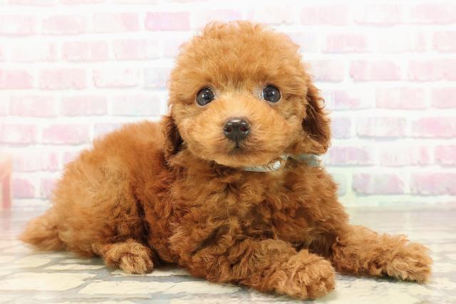 福島県のトイプードル(トイ) (Coo&RIKU福島店/2025年8月31日生まれ/男の子/レッド)の子犬の3枚目の画像