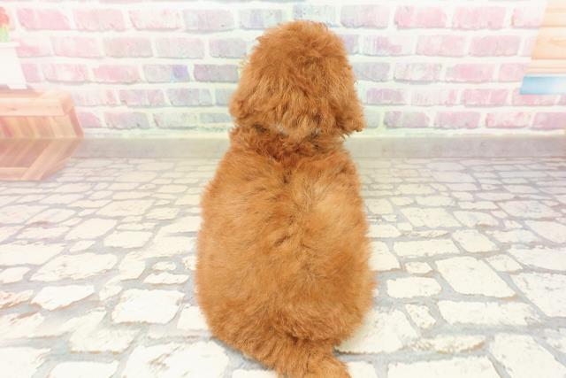 福島県のトイプードル(トイ) (Coo&RIKU福島店/2025年8月31日生まれ/男の子/レッド)の子犬の4枚目の画像