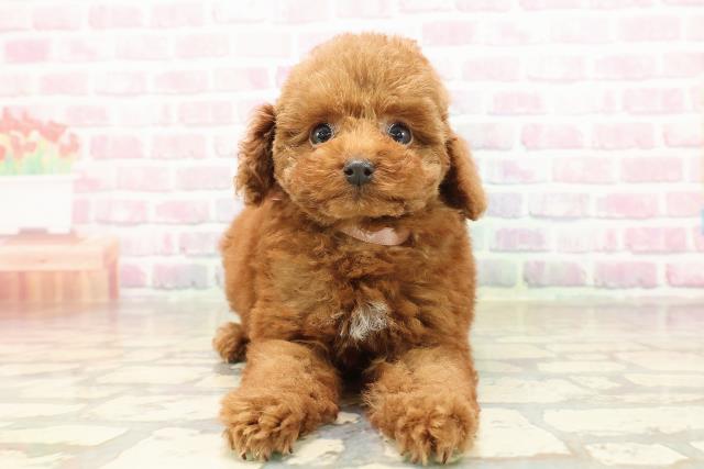 茨城県のトイプードル(トイ) (Coo&RIKU水戸店/2025年8月31日生まれ/女の子/レッド)の子犬