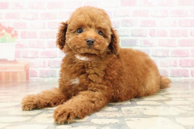 茨城県のトイプードル(トイ) (Coo&RIKU水戸店/2025年8月31日生まれ/女の子/レッド)の子犬の2枚目の画像