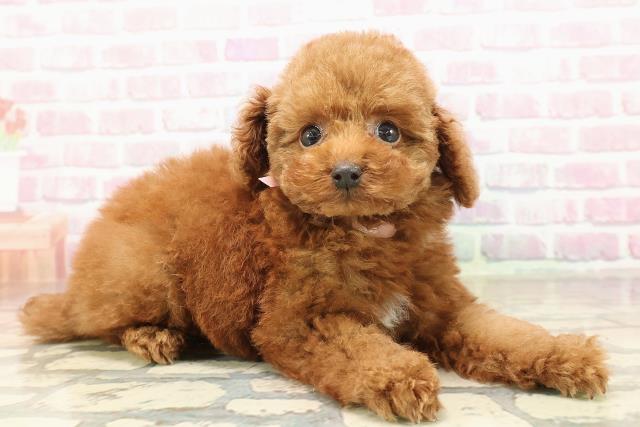 茨城県のトイプードル(トイ) (Coo&RIKU水戸店/2025年8月31日生まれ/女の子/レッド)の子犬の3枚目の画像