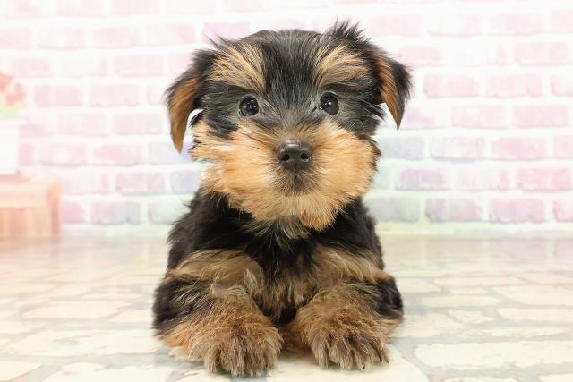 神奈川県のヨークシャーテリア (Coo&RIKU横浜旭店/2025年8月31日生まれ/男の子/スチールブルータン)の子犬の1枚目の画像