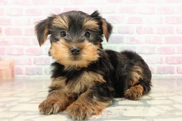 神奈川県のヨークシャーテリア (Coo&RIKU横浜旭店/2025年8月31日生まれ/男の子/スチールブルータン)の子犬の2枚目の画像