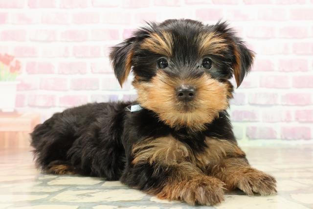 神奈川県のヨークシャーテリア (Coo&RIKU横浜旭店/2025年8月31日生まれ/男の子/スチールブルータン)の子犬の3枚目の画像