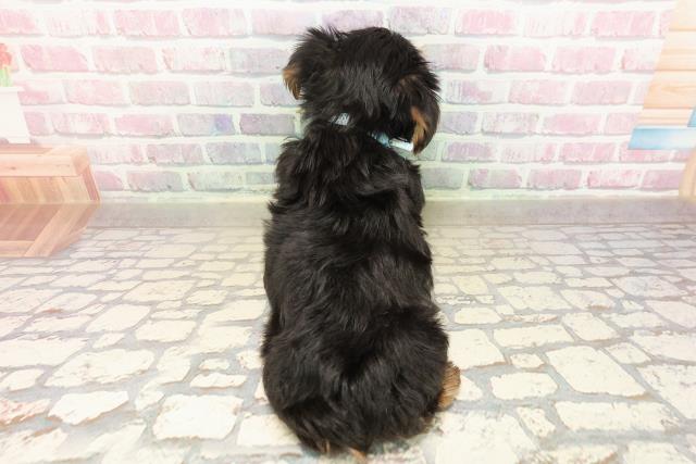 神奈川県のヨークシャーテリア (Coo&RIKU横浜旭店/2025年8月31日生まれ/男の子/スチールブルータン)の子犬の4枚目の画像