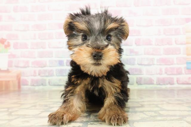 愛媛県のヨークシャーテリア (Coo&RIKU愛媛松山店/2025年8月31日生まれ/女の子/スチールブルータン)の子犬の1枚目の画像