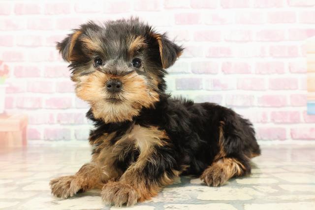 愛媛県のヨークシャーテリア (Coo&RIKU愛媛松山店/2025年8月31日生まれ/女の子/スチールブルータン)の子犬の2枚目の画像