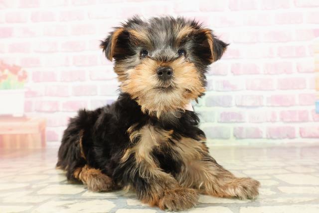 愛媛県のヨークシャーテリア (Coo&RIKU愛媛松山店/2025年8月31日生まれ/女の子/スチールブルータン)の子犬の3枚目の画像