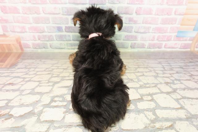 愛媛県のヨークシャーテリア (Coo&RIKU愛媛松山店/2025年8月31日生まれ/女の子/スチールブルータン)の子犬の4枚目の画像