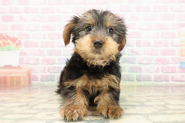 ヨークシャーテリア