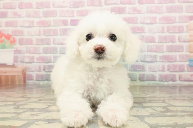 鳥取県のビションフリーゼ (Coo&RIKUラ・ムー鳥取東店/2025年9月2日生まれ/男の子/ホワイト)の子犬の1枚目の画像