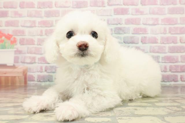 鳥取県のビションフリーゼ (Coo&RIKUラ・ムー鳥取東店/2025年9月2日生まれ/男の子/ホワイト)の子犬の2枚目の画像