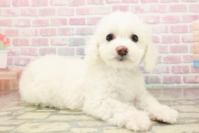 鳥取県のビションフリーゼ (Coo&RIKUラ・ムー鳥取東店/2025年9月2日生まれ/男の子/ホワイト)の子犬の3枚目の画像