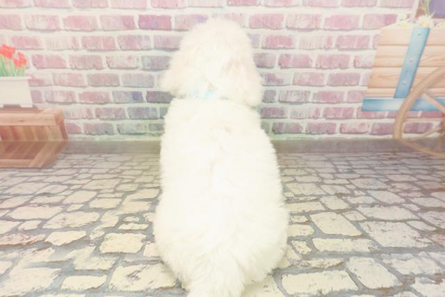 鳥取県のビションフリーゼ (Coo&RIKUラ・ムー鳥取東店/2025年9月2日生まれ/男の子/ホワイト)の子犬の4枚目の画像