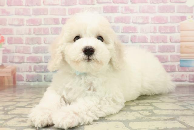 島根県のビションフリーゼ (Coo&RIKU出雲店/2025年9月2日生まれ/男の子/ホワイト)の子犬の2枚目の画像