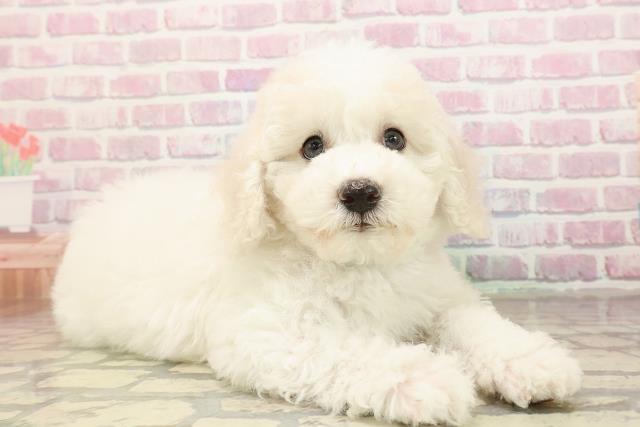 島根県のビションフリーゼ (Coo&RIKU出雲店/2025年9月2日生まれ/男の子/ホワイト)の子犬の3枚目の画像