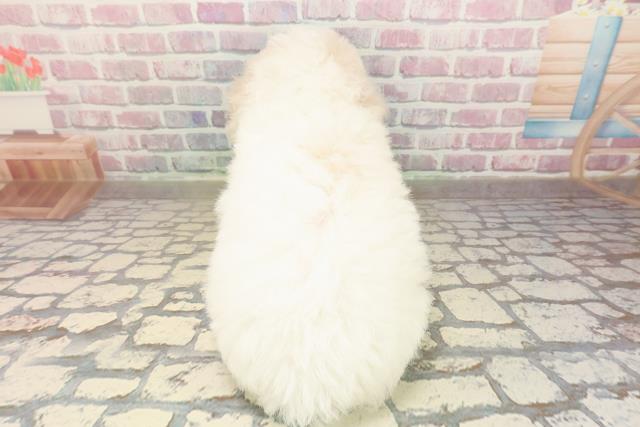 島根県のビションフリーゼ (Coo&RIKU出雲店/2025年9月2日生まれ/男の子/ホワイト)の子犬の4枚目の画像