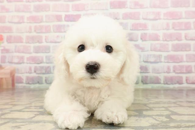 広島県のビションフリーゼ (Coo&RIKU広島中央店/2025年9月2日生まれ/女の子/ホワイト)の子犬の1枚目の画像