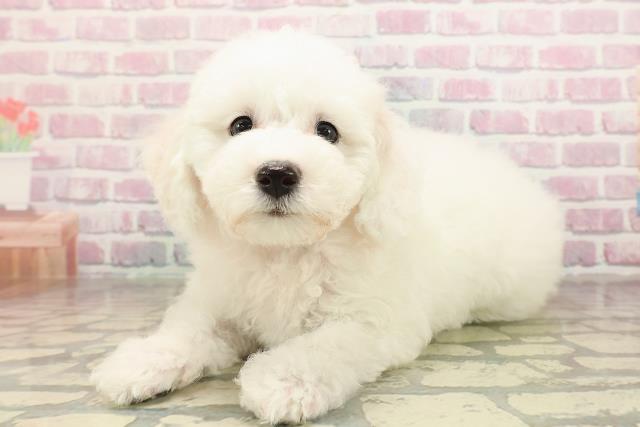 広島県のビションフリーゼ (Coo&RIKU広島中央店/2025年9月2日生まれ/女の子/ホワイト)の子犬の2枚目の画像