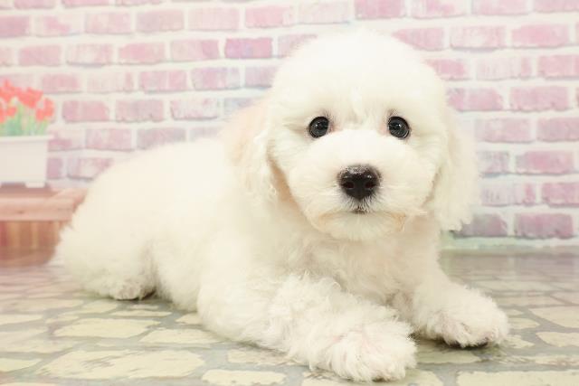 広島県のビションフリーゼ (Coo&RIKU広島中央店/2025年9月2日生まれ/女の子/ホワイト)の子犬の3枚目の画像