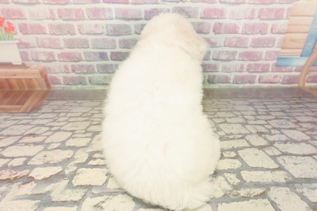 広島県のビションフリーゼ (Coo&RIKU広島中央店/2025年9月2日生まれ/女の子/ホワイト)の子犬の4枚目の画像