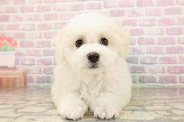 広島県のビションフリーゼ (Coo&RIKU福山店/2025年9月2日生まれ/女の子/ホワイト)の子犬の1枚目の画像