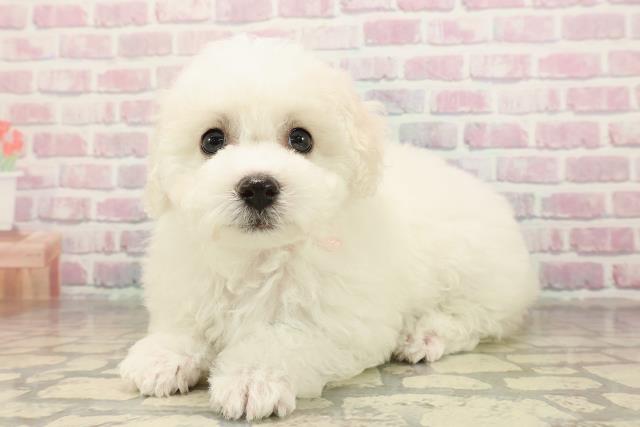 広島県のビションフリーゼ (Coo&RIKU福山店/2025年9月2日生まれ/女の子/ホワイト)の子犬の2枚目の画像