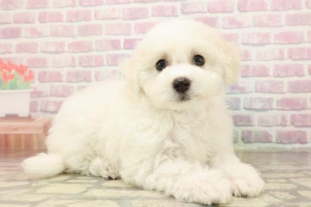 広島県のビションフリーゼ (Coo&RIKU福山店/2025年9月2日生まれ/女の子/ホワイト)の子犬の3枚目の画像