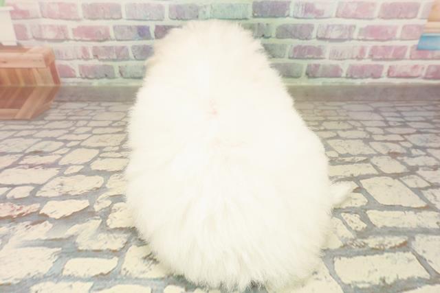 広島県のビションフリーゼ (Coo&RIKU福山店/2025年9月2日生まれ/女の子/ホワイト)の子犬の4枚目の画像